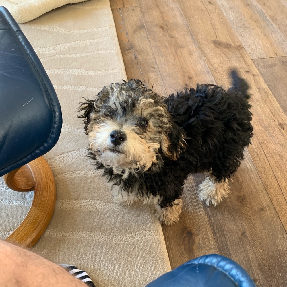 Meet your Posher, Chris